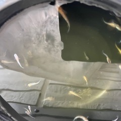 三色ラメ　三色ラメメダカの画像