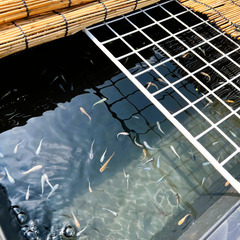 虹色めだかの画像