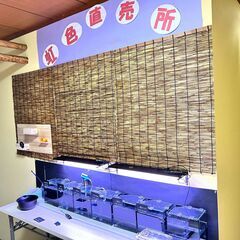 虹色めだかの画像