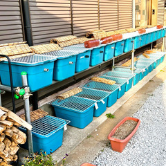 虹色めだかの画像