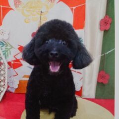 引っ越しの為飼えなくなりまさした