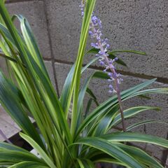 オリズルラン  花が咲きましたの画像