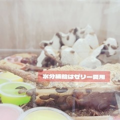 デュビアSサイズ100匹600円(爬虫類・大型の魚などの生き餌に)の画像