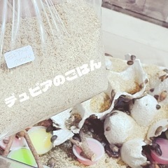 デュビアSサイズ100匹600円(爬虫類・大型の魚などの生き餌に)の画像