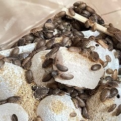 デュビアSサイズ100匹600円(爬虫類・大型の魚などの生き餌に)の画像
