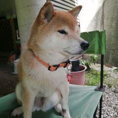 人懐こい柴犬