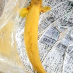 大きめアルビノ・