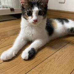 10月１日(日)堺東里親会参加♥ネムちゃん