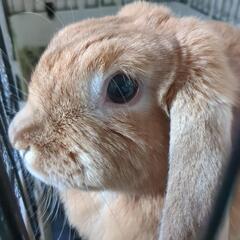 うさぎ　