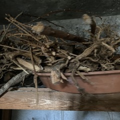 木の枝　キャンプ用に溜めていた家の庭からの枯れ木の画像