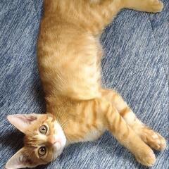 人間大好き甘えん坊の、まるくん