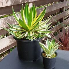 アガベ/ ロファンサ "五色万代" (Agave lophantha /カキ仔)-②の画像