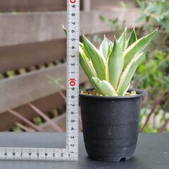 アガベ/ ロファンサ "五色万代" (Agave lophantha /カキ仔)-②の画像