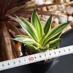 アガベ/ ロファンサ "五色万代" (Agave lophantha /カキ仔)-②の画像