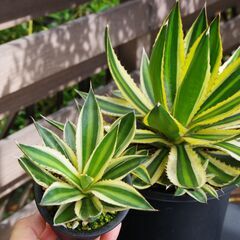 アガベ/ ロファンサ "五色万代" (Agave lophantha /カキ仔)-②の画像