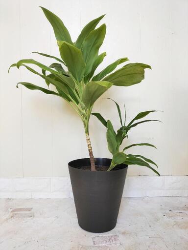 観葉植物ドラセナ