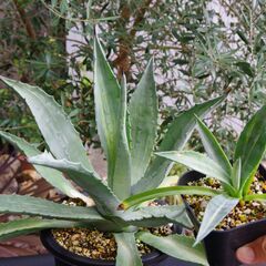 アガベ/アメリカーナ V.ストリアータ 黄縞斑(Agave americana var.Striata/カキ仔)-①の画像