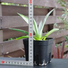 アガベ/アメリカーナ V.ストリアータ 黄縞斑(Agave americana var.Striata/カキ仔)-①の画像