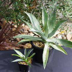 アガベ/アメリカーナ V.ストリアータ 黄縞斑(Agave americana var.Striata/カキ仔)-①の画像