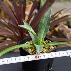 アガベ/アメリカーナ V.ストリアータ 黄縞斑(Agave americana var.Striata/カキ仔)-①の画像