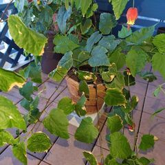チロリアンランプ鉢植え