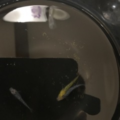 皇帝幼魚　15匹の画像