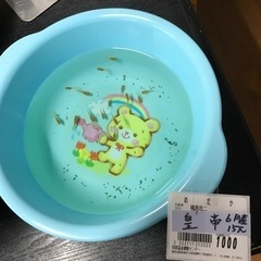 皇帝幼魚　15匹