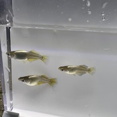 【メダカ】紫式部卵30個+a