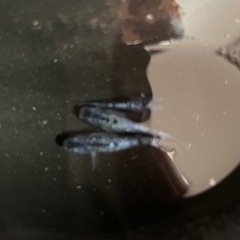 メダカ安くします。の画像