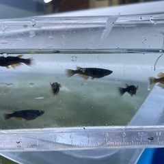 メダカ安くします。