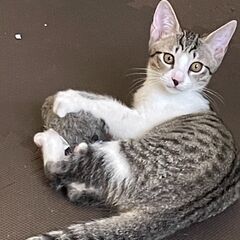 9月17日（日）💟💟三鷹で猫の譲渡会💟💟　キジ白の男子生後３ヶ月...