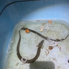 天然鰻　うなぎ　金魚　メダカ　メダカの画像