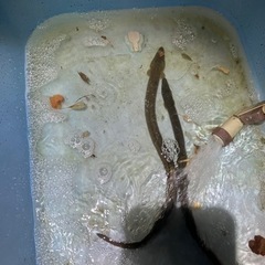 天然鰻　うなぎ　金魚　メダカ　メダカの画像