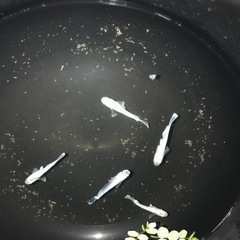 エメキン2ペア＋1