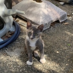 野良猫の兄弟です