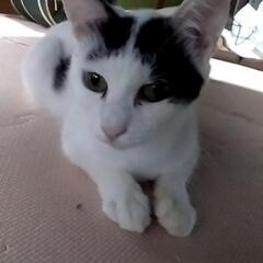 猫　2歳程のお母さん猫 − 奈良県