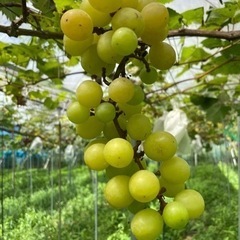 🍇【急募値下げ】安心院産シャインマスカット1キロ⑥🍇