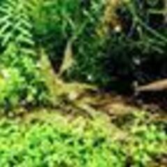 ② ぬまえびとグッピーの画像