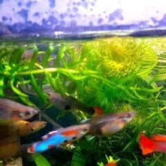 ② ぬまえびとグッピーの画像