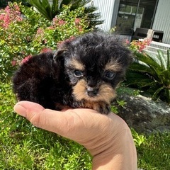 犬チワプー（ティカップ）