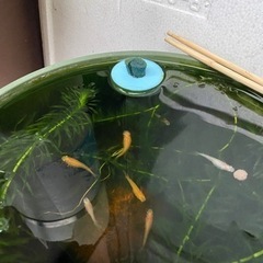 メダカ針子③の画像