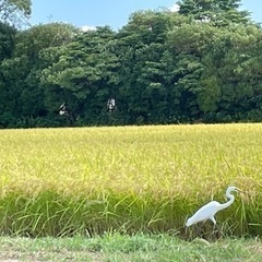 【新米】能登産コシヒカリ玄米30kg 7500円　⚠️条件あり