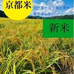 新米 コシヒカリ白米 10kg