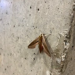 友だち✨中央線