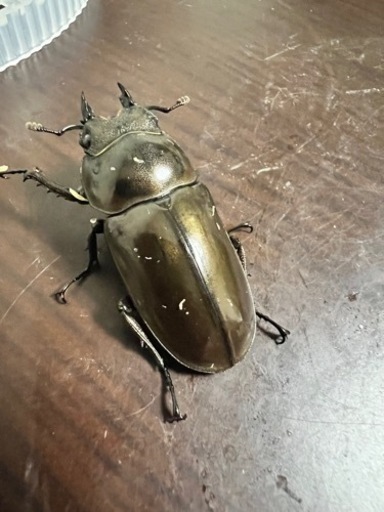 ババオウゴンオニメス単品 (ヤサンドゥス) 沖縄のその他の中古あげます