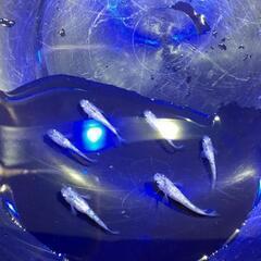 ｻﾌｧｲｱめだか若魚&幼魚25匹＋αの画像