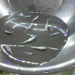 ｻﾌｧｲｱめだか若魚&幼魚25匹＋αの画像