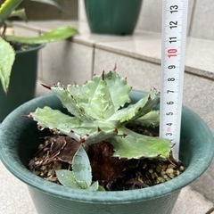 アガベ　カブトガニの画像