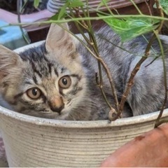 🐈キジトラ兄弟🐈生後2ヶ月をお願いします🙇