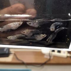 ｸﾗｳﾄﾞｸﾞﾚ-ﾀﾞｲﾔめだか雄10匹の画像